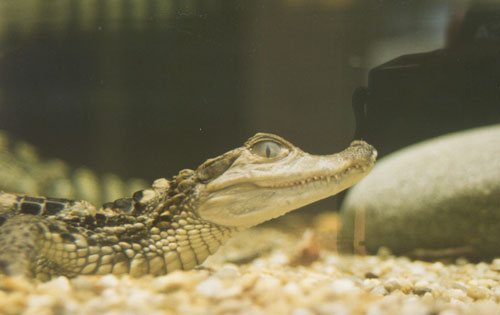 caiman crocodilus 18''