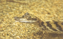 caiman crocodilus 18''