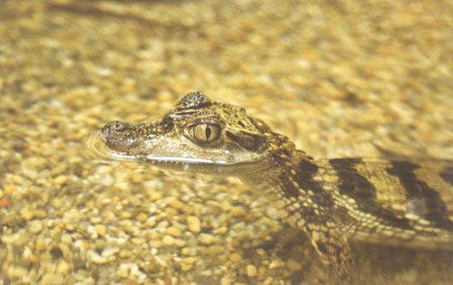 caiman crocodilus 18''