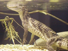 caiman crocodilus