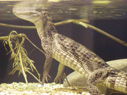 caiman crocodilus