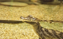 caiman crocodilus
