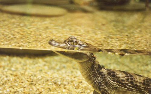 caiman crocodilus