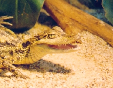caiman crocodilus