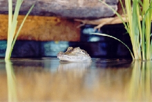 caiman crocodilus