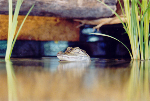 caiman crocodilus