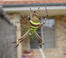 Orb Weaver?