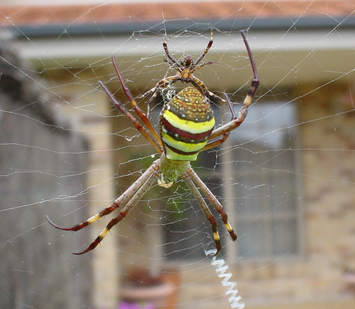 Orb Weaver?