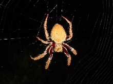 Anyone know what this is?