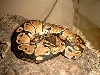 golden ball python