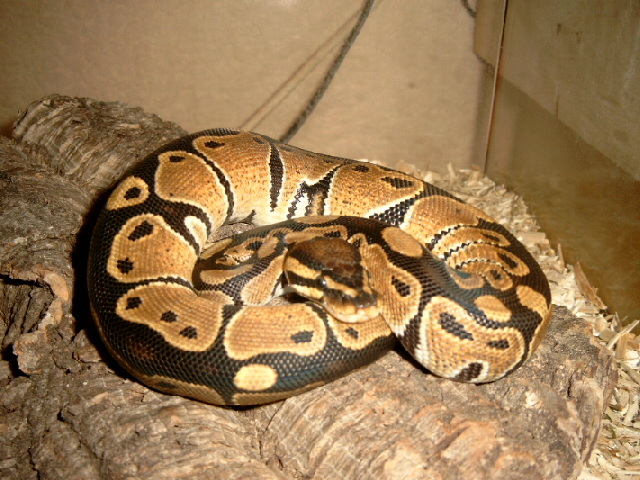 golden ball python