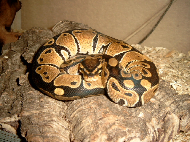 golden ball python