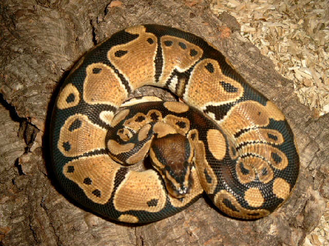 golden ball python