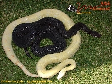 HIPERMELANISTIC-ALBINO BOAS