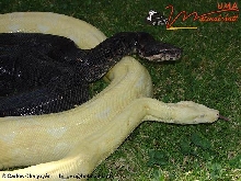 HIPERMELANISTIC-ALB