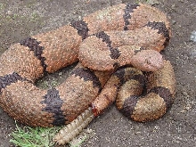 Crotalus lepidus?