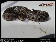 CB Crotalus polystictus