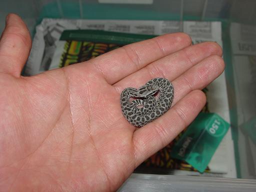 CB Crotalus triseriatus