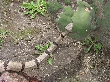 Crotalus lepidus.. what?