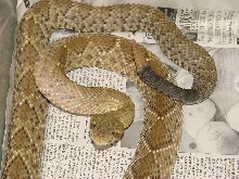 Crotalus basiliscus