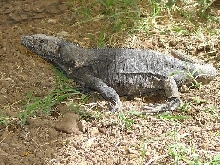 Spiny tail -C. pectinata-
