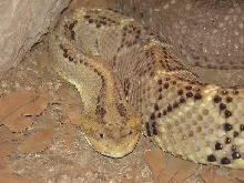 Crotalus durissus [simus] culminatus