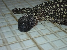 Heloderma horridum