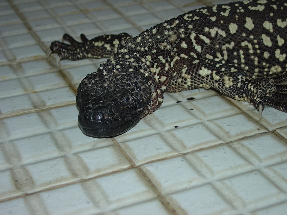Heloderma horridum