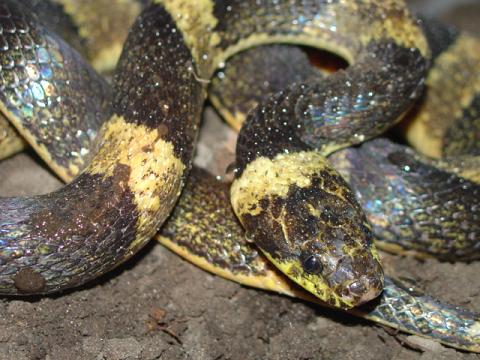 Leptodeira
