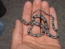 CB Trimorphodon biscutatus