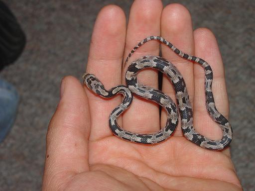 CB Trimorphodon biscutatus