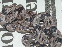 CB Trimorphodon biscutatus