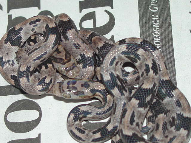 CB Trimorphodon biscutatus