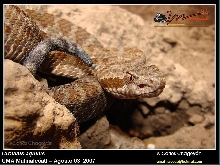 Queretaro rattlesnake - Crotalus aquilus