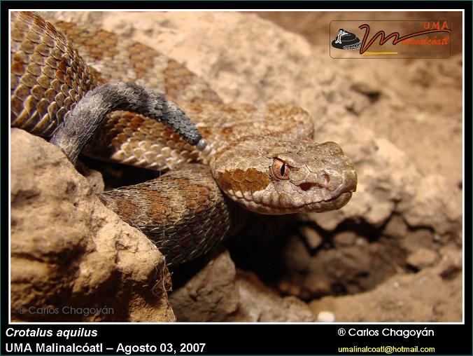 Queretaro rattlesnake - Crotalus aquilus
