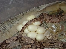 Lyre w/eggs