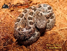 Crotalus ravus