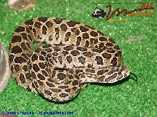 Crotalus polystictus -Tyra-