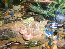 Fat Toad