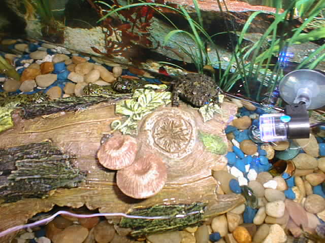 Fat Toad