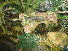 more toads