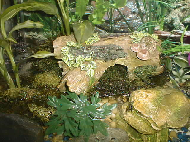 more toads