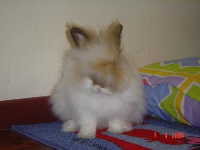 Fluffy