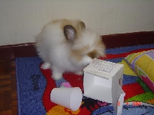 Fluffy playing