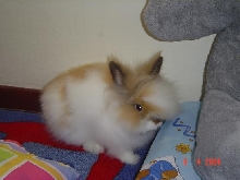 Fluffy bunny...
