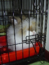 Fluffy waiting..