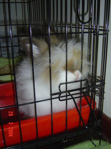 Fluffy waiting..