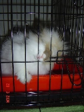 Fluffy bites the bars...
