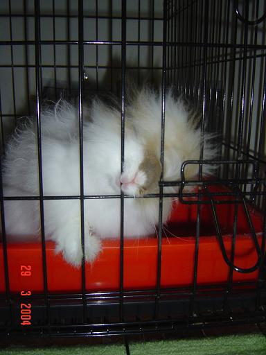 Fluffy bites the bars...