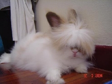 Bunny Hairstyle of 2004!